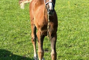 Filly born by Corlou out of Mathilda