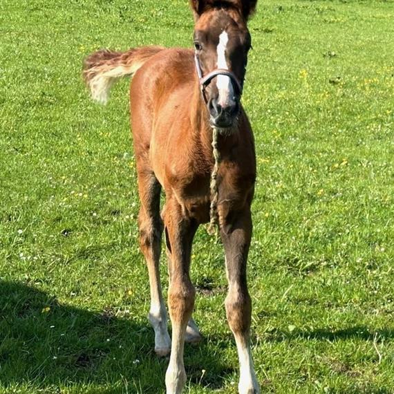 Filly born by Corlou out of Mathilda