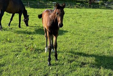 Colt born by I'm Special de Muze out of Buna-To