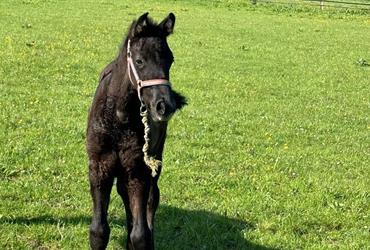 Colt born by Pegase van't Ruytershof out of Anuschka