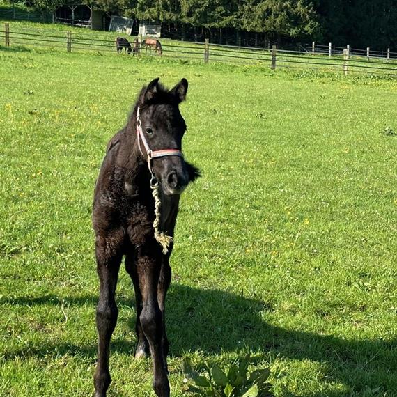 Colt born by Pegase van't Ruytershof out of Anuschka