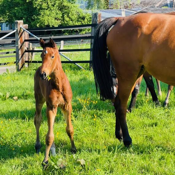 Colt born by Comthago VDL out of Karlina