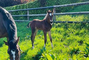 Colt born by Donthargos out of Jessy