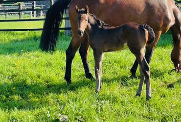 Colt born by Cardentos out of Katinka