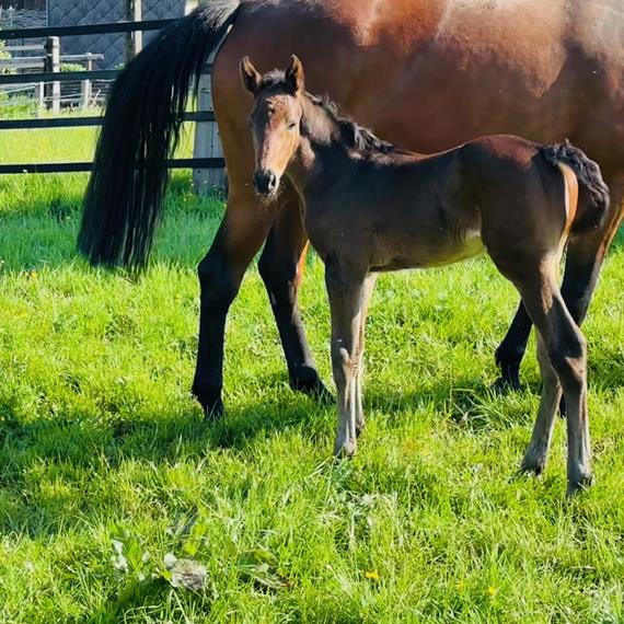 Colt born by Cardentos out of Katinka