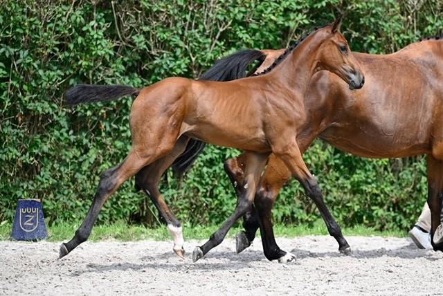 Campari KH Z / Comthago VDL - Big Star